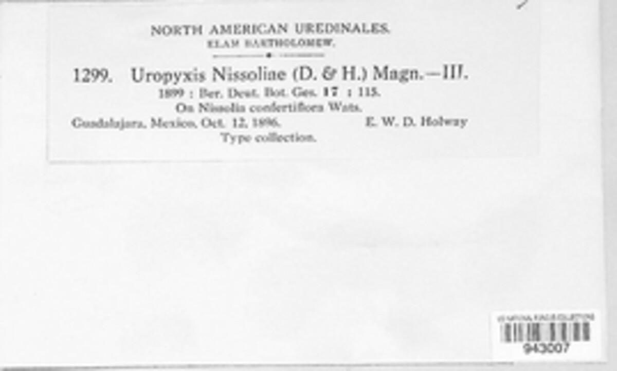 Uropyxis nissoliae image